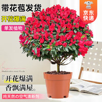 移动端、京东百亿补贴：KaiShiguo Plants 开时果 杜鹃花盆栽带花苞发货 桌面名贵鲜花卉四季开花阳台好养活绿植物 红色1盆/30-35cm-单发植物