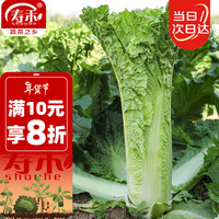 寿禾 青麻叶白菜种子直筒型秋季蔬菜种籽 潍育华青68种子12g