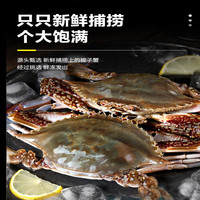 【年货】梭子蟹鲜活速冻特大野生舟山大螃蟹海鲜新鲜冷冻海蟹 4-6两/只 【5斤舟山梭子蟹】