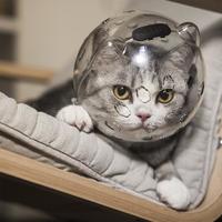 神经猫 猫头套防咬罩洗澡神器宠物剪指甲防抓防舔宠物神器太空头盔猫项圈