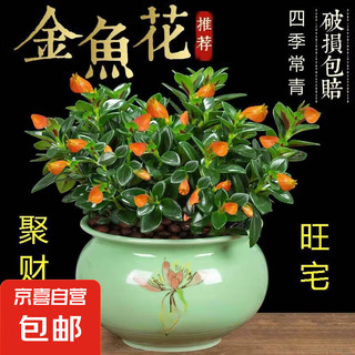 四季常青 金鱼吊兰盆栽 室内绿植花卉 多肉植物 发财树 好养易活 客厅 20-30颗