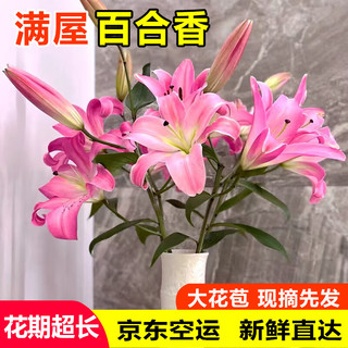 吉米鹿香水百合花鲜花A级【粉色10朵+送2朵】云南基地鲜切花束源头直发