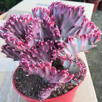 多肉植物玉麒麟盆栽仙人掌彩麒麟盆栽室内客厅吸甲醛花卉绿植盆栽 彩麒麟13cm以上无根 裸根不带土