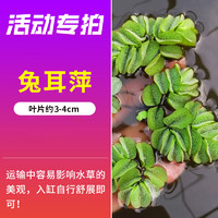 青色水景 前景草爬地矮珍珠鱼缸水草植物真草活净水阴性草无菌杯牛毛