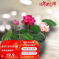 瑞蔬源 荷花莲藕种苗睡莲根快水培水养水生池塘盆缸荷叶种荷花种藕根2个