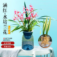 劉閣蘭花 兰花建兰涵红夏季开花阳台桌面绿植 2苗配北欧风水培盆源头直发