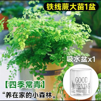 华煜 HUAYUPAI 铁线蕨盆栽蕨类植物垂吊