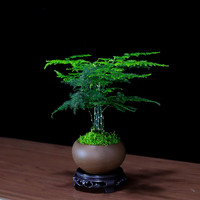 瀚林怡景 HANLINYIJING 文竹盆栽室内植物客厅办公室茶几桌面小绿植中式禅意云竹微型盆景 小精品文竹-小底座