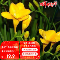 瑞蔬源 小苍兰种球香雪兰种子花绿植盆栽地栽耐寒小苍兰随机色种球10个