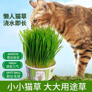 柏馋懒人泡面四季盆栽去毛球猫零食助消化自种罐头宠物猫咪零食 猫草20克试种