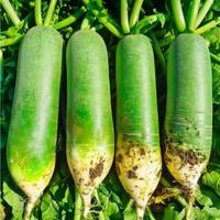 移动端、京东百亿补贴：鲜应 山东潍坊萝卜  生吃脆甜绿皮青萝卜 净重5斤