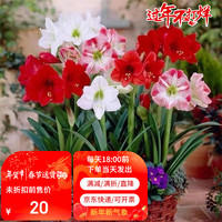 瑞蔬源 朱顶红土朱种球四季种绿植耐寒盆栽地栽单瓣朱顶红对子莲球根1个
