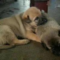 宠悦奇 黄狗白面中华田园犬纯土狗看家护院家狗黑狗黄狗白面幼崽家养陪伴