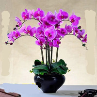 听雪楼 大花蝴蝶兰盆栽 5年苗 淡紫色 螺纹盆