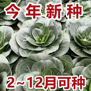 京喜 JX 蔬菜种子四季播盆栽阳台庭院香菜生菜菠菜简单秋易种 黑叶苏州青种子1包约1000粒