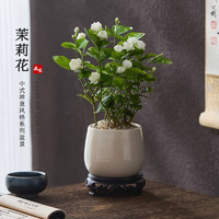 开时果 KaiShiguo Plants 茉莉花盆栽浓香型 花卉植物桌面绿植好养盆景摆件源头直发包邮 茉莉花+雪梨盆+圆底座