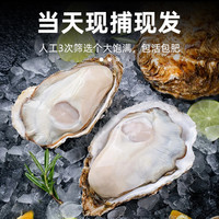 渔哥头等舱 乳山生蚝鲜活特大10海蛎子整箱5斤牡蛎刺身商用批发海鲜官方旗舰