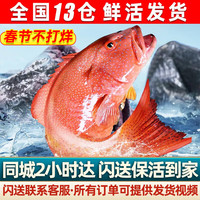 首鲜道【活鲜】新鲜海捕东星斑 鲜活石斑鱼老虎斑东星斑 海鲜礼盒 鲜活东星斑/