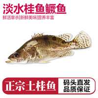 品鲜肴淡水鱼生态桂鱼鳜鱼鳌花鱼桂花季花鱼自然捕获鲜活现杀生鲜水产 净膛后800-900g/条【2斤活杀】