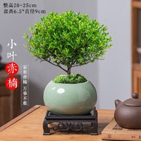 开时果 KaiShiguo Plants 小叶赤楠盆景摆件 办公室桌面绿植花卉好养盆栽植物源头直发包邮 哥窑浅绿盆+苔藓+底座