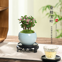 开时果 KaiShiguo Plants 金枝玉叶盆栽多肉植物盆景 办公室内桌面花卉小绿植源头直发包邮 哥窑浅蓝盆+苔藓+底