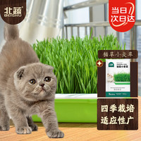 北蔬 猫草种子土培小麦草可榨汁喝无土栽培 猫草小麦草种子100g