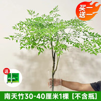 壹植 南天竹水培植物火焰真树苗办公室内桌面水养鲜切花卉绿植带根老桩