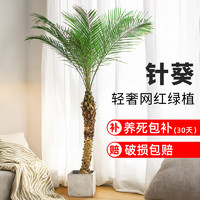 88VIP：爱优尚 针葵盆栽 观叶植物 300cm 含盆