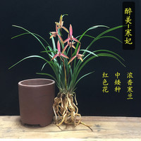 雅昶家具 YA CHABG FURNITURE 雅昶 兰花苗 细叶寒兰 国画之美 浓香花 矮种 室内花卉 盆栽