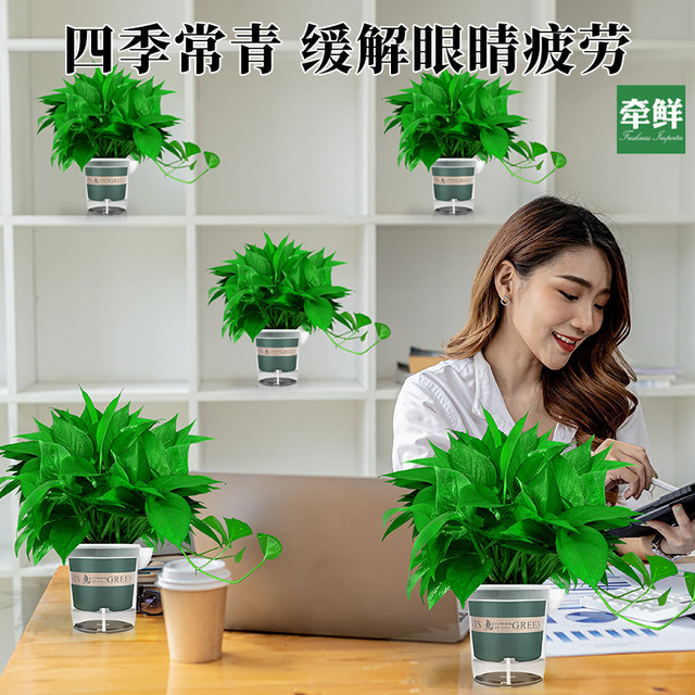 88VIP：牵鲜 绿萝盆栽 25厘米 含盆 白色