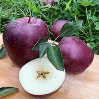 京觅 甘肃天水黑卡苹果4.5斤装 75-80黑苹果 源头直发 4.5斤装 单果75-80