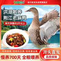 BOZAIJIA波仔家洪湖老母鸭散养土鸭鸭肉生鲜农家新鲜整只鸭子 净重