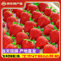 移动端、京东百亿补贴：金百粟 大凉山新鲜草莓红颜99 水果甜奶油草莓 生鲜礼盒 2斤净重特大果