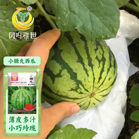 凤鸣雅世盆栽小西瓜种子早熟西瓜种籽薄皮少籽红瓤西瓜小糖丸西瓜种子10粒 小糖丸手剥西瓜种子10粒