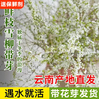 开时果 KaiShiguo Plants A级带芽雪柳20枝60-80cm+保鲜剂 （带花芽雪柳-花开似雪）