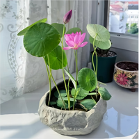 爱你一万年碗莲水培植物种籽子四季开花水生植物室内盆栽睡莲荷花卉水养好活 【碗莲种子20颗】混色+营养液