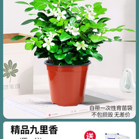加庭 精品90# 九里香盆栽 8-10棵一盆（原盆）+肥料