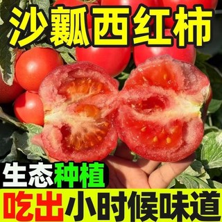 攀枝花沙瓤西红柿现摘大番茄露天农家自然熟生吃新鲜水果蔬菜有籽