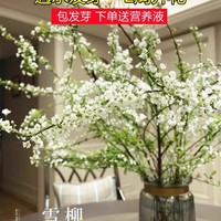 重瓣雪柳干枝支鲜枝水养插花水培植物鲜花卉室内盆栽绿植龙柳好活