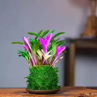 雅昶家具 YA CHABG FURNITURE 七彩石斛兰花 3苗连体 裸根发货