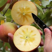 蒲恋新疆冰糖心苹果红富士 脆甜时令丑苹果 整箱平果节日 礼盒装 精选大果净8.5斤单果80-90mm