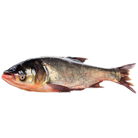 跑山密水农家北京直发 密云水库胖头鱼3斤 新鲜花鲢 现杀活鲜鱼 源头直发