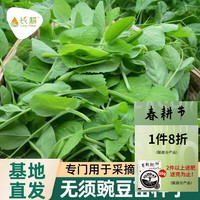 长耕 无须豌豆尖种籽豌豆种子春四季菜种子豌豆苗大全蔬菜种孑荷兰豆籽 口口脆豌豆苗50g+一袋有机肥