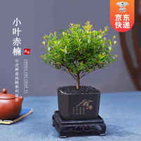 开时果 KaiShiguo Plants 小叶赤楠盆景摆件 办公室桌面绿植花卉好养盆栽植物源头直发包邮 舍得塑料盆+黑石+底座