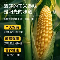 啃糯 2024新鲜东北黄糯玉米真空包装黑粘玉米即食代早餐大棒