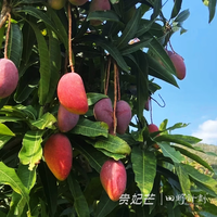 京地达海南树上熟贵妃芒 芒果热带水果净重单果100g+源头直发