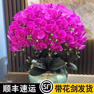 花悠花 蝴蝶兰花苗带花剑带花苞盆栽兰花大苗客厅室内植物花卉四季好养活