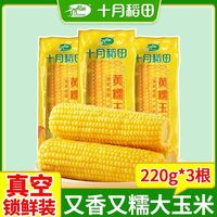 十月稻田 SHI YUE DAO TIAN 黄糯玉米220g*3支真空甜糯粗粮苞米年货低脂东北大棒