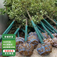 通沭 香樟树苗香樟树四季常青南北方种植绿化苗 粗20公分1棵源头直发