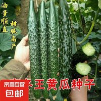 寒冬王黄瓜种子耐热菜种子耐高温耐寒青皮绿肉四季蔬菜盆栽青瓜籽 寒冬王黄瓜种子 1包约50粒